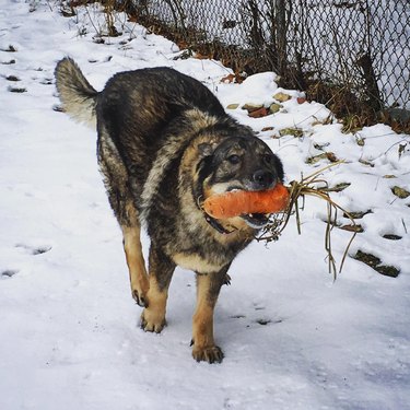 dog carries carrot in mouth