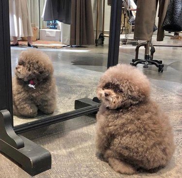 Very fluffy poodle in front of mirror