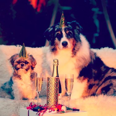 dogs with champagne on new years