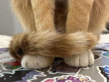 cat's tail wrapped around little peets.