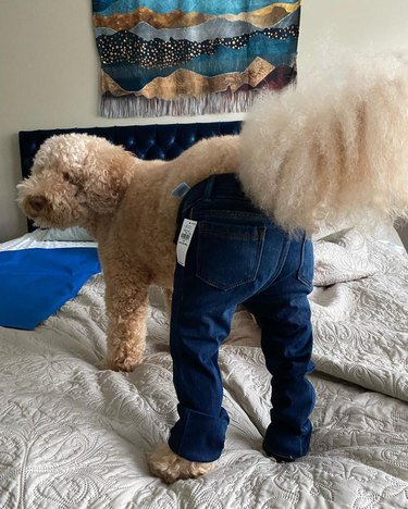 dog in blue jeans