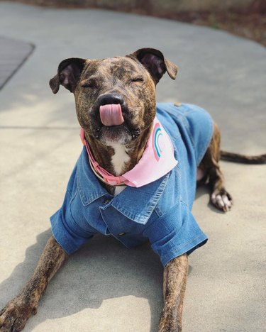 dog in denim