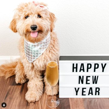 Doodle dog wearing a shimmery bandana with champagne and new years sign.