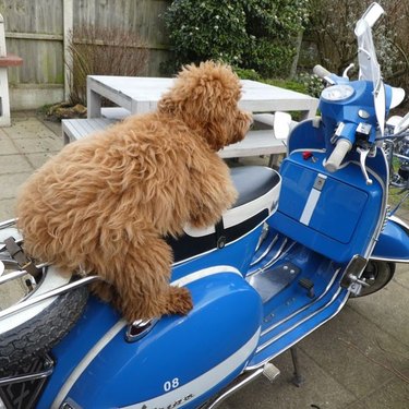 dog on Vespa scooter