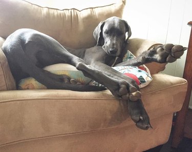 couch is too small for Great Dane dog