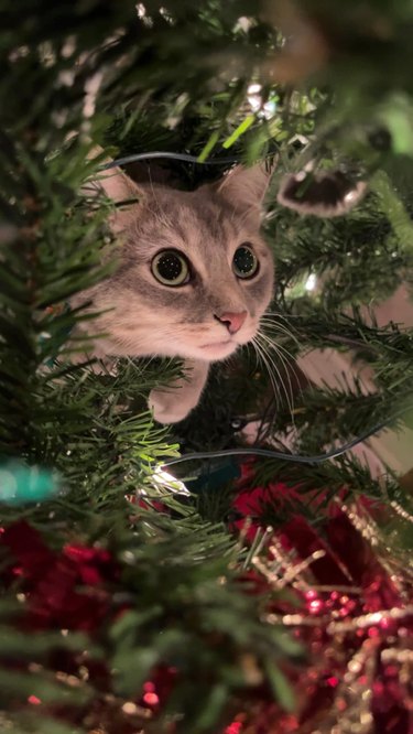 rescue cat living good life in Christmas tree.