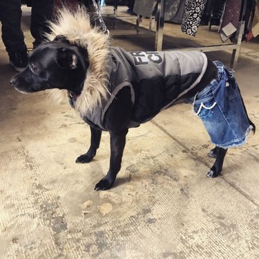dog in jeans