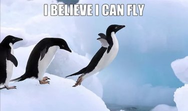 24 Memes That Prove Penguins Are The Funniest Animals On Earth