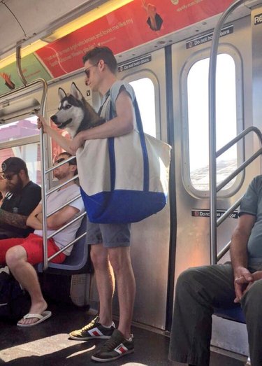 dog in a bag on the new york city train