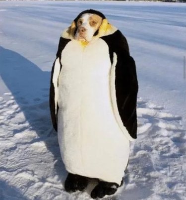 This Penguin Meme Collection Proves Penguins Are The Funniest Animals ...