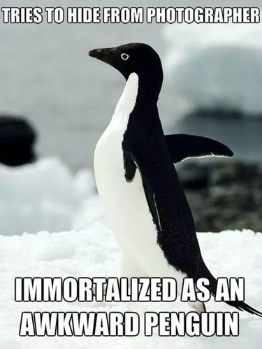 funny penguin meme