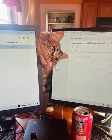 cat poking head between computer screens.