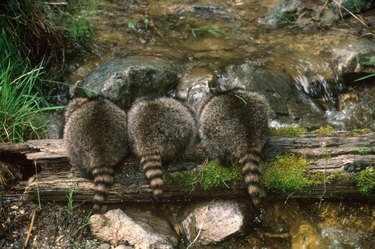 three raccoon butts