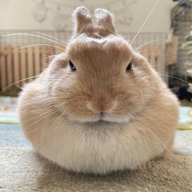 Very round rabbit