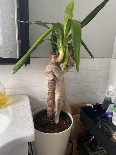 cat hugging house plant.