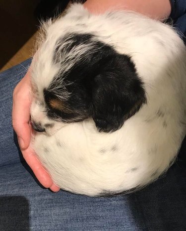 A small puppy curled in a tight ball