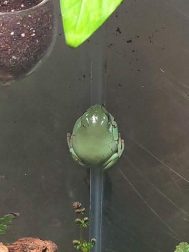 A very round frog