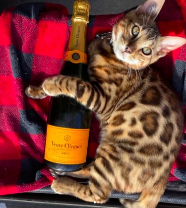 A Bengal cat with Veuve Cliquot champagne bottle on a red plaid blanket.