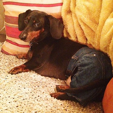dog in blue jeans