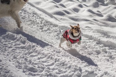 dog running fast through snow