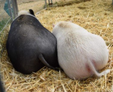 real pigs have curves