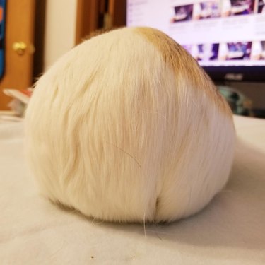 Rear end of a guinea pig