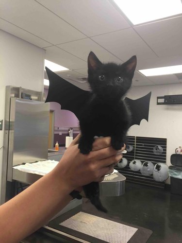 black cat dressed as black bat