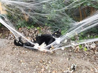 cat sleeping on fake Halloween spider webbing