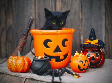 black cat sitting in plastic halloween pumpkin