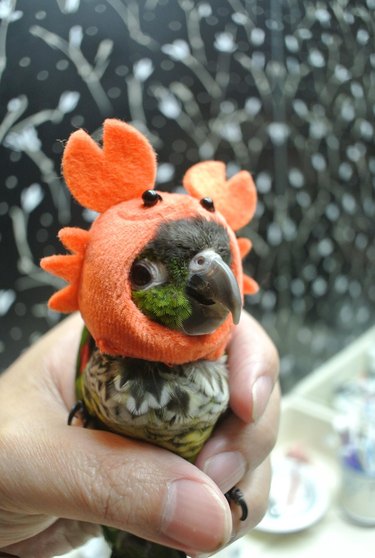little bird in halloween costume