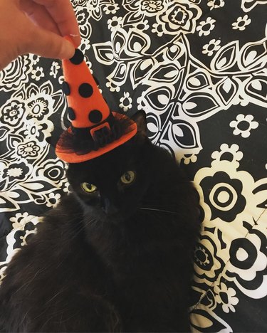 black cat with little hat for halloween