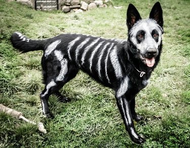 Black German Shepherd with skeleton paint