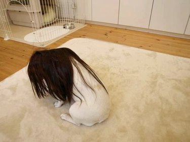 dog dressed as Samara from The Ring