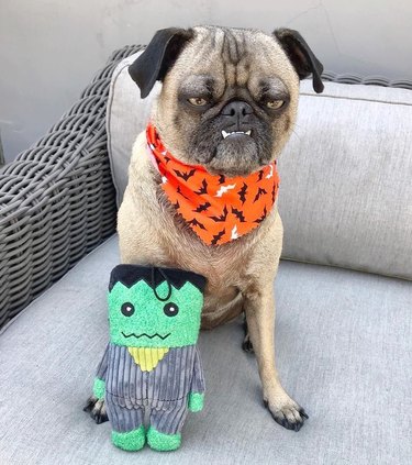 Unhappy pug with Halloween bandanna