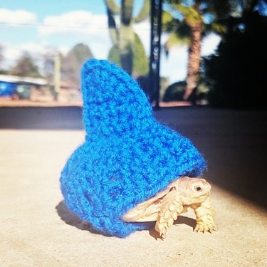 turtle with shark fin costume