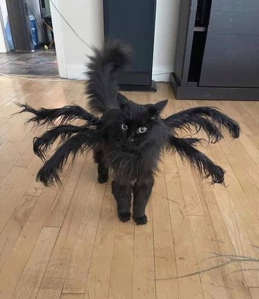 cat dressed as spider