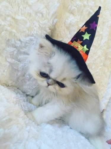 kitten wearing witches hat
