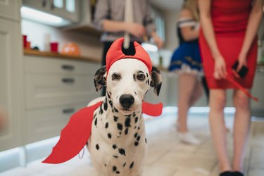 dalmatian dressed as the devil for halloween