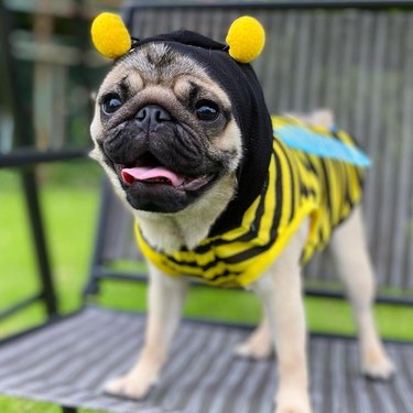 pug costumed as bumble bee