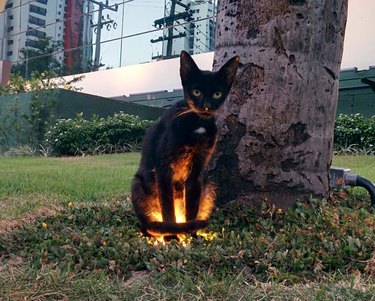 black cat looks spooky standing over light