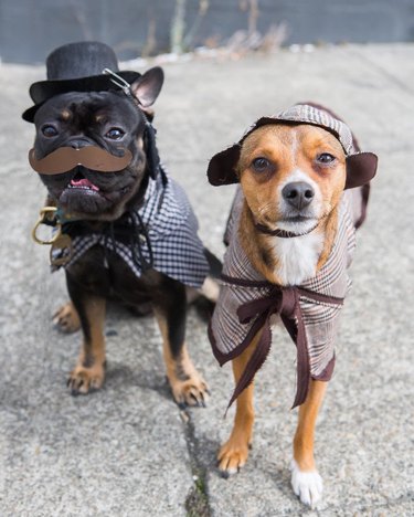 dogs dressed as Sherlock and Watson