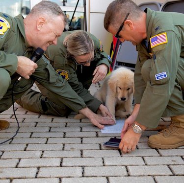 airforce wing adopts dog