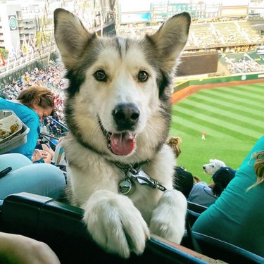 dog at baseball game