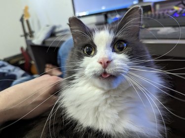 Gray and white cat with long whiskers doing a blep and looking at the camera.