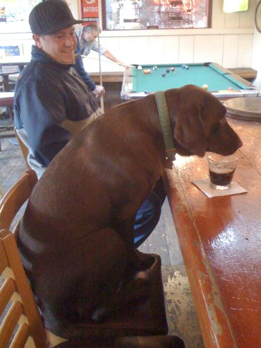 dog sits at bar with man