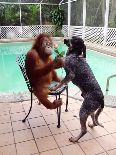 Orangutan holding a rose with a dog