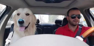 Dog and man in car