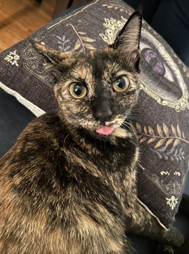 Kitten looking at the camera while doing their first blep.