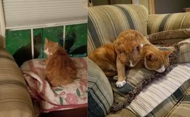 Cats looking at each other through a window and then cuddling in an armchair