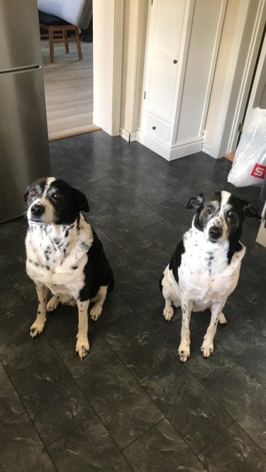 Matching dog sisters